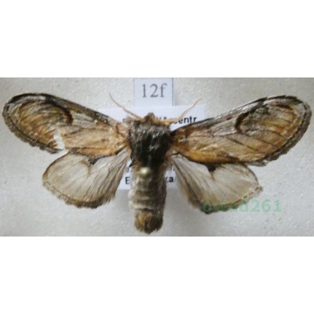 Notodonta ziczac (Linnaeus, 1758) male Garbatka zygzakówka Czech12f